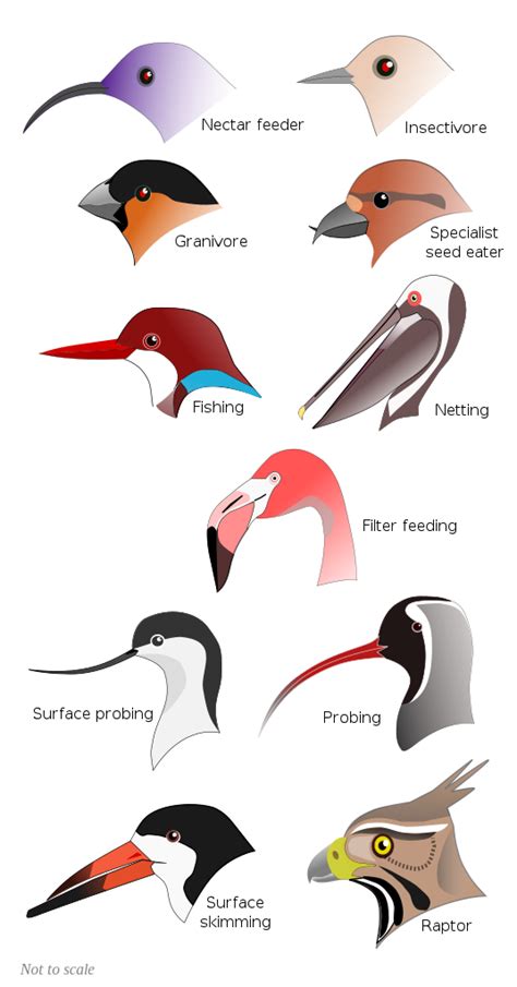 All About Birds Beaks Shapes And Sizes Bird Buddy Blog