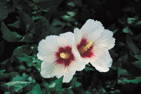 How To Grow Hardy Hibiscus Seeds Home Guides Sf Gate