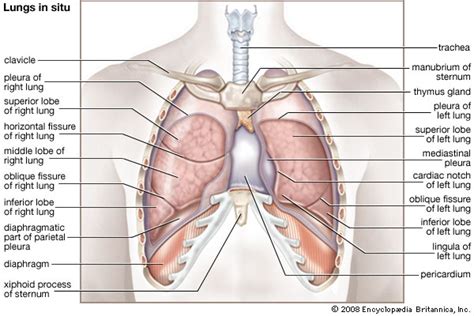 The anatomy of bird's respiratory system. Diaphragm | anatomy | Britannica.com