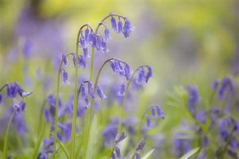 Bluebell Flowers Beautiful And Whimsical Perennials Dengarden