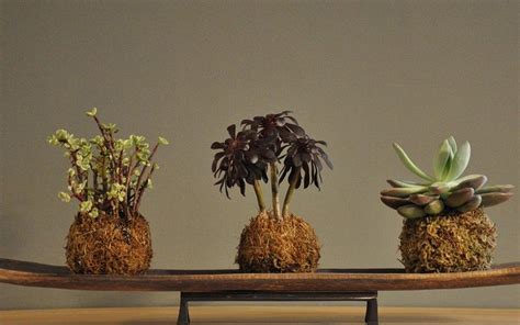 In Pictures The Art Of Kokedama With Images Kokedama Gardening