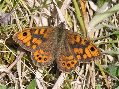 Wall Brown Dorset Butterflies
