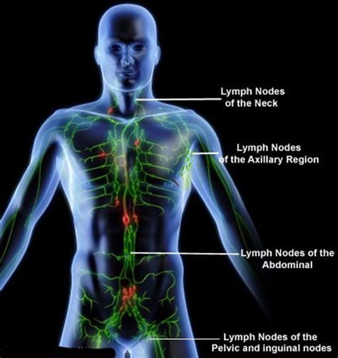 Symptoms Of A Congested Lymphatic System