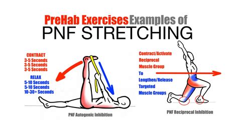 Prehab Exercises Effective Stretching Techniques Examples Of Pnf Stretching Pnf Stretching