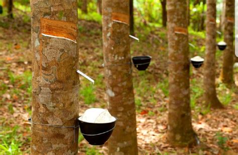 As mentioned above, mrepc is used as an acronym in text messages to represent malaysian rubber export promotion council. Thailand, Indonesia, Malaysia to withhold natural rubber ...