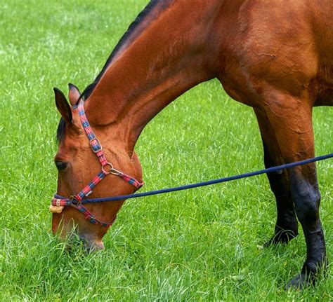 Red Horse Eats Grass Stock Image Image Of Horse Grassy 72250687