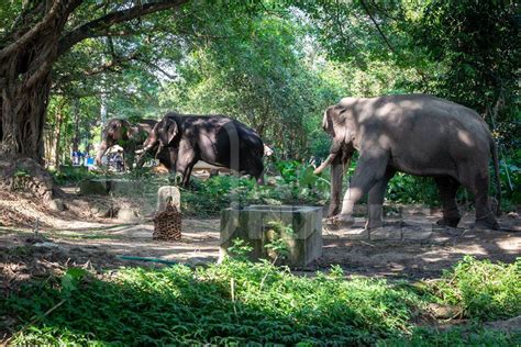 Captive Elephants In Chains At An Elephant Camp In Guruvayur In Kerala