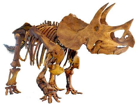 South Dakota State Fossil Triceratops Horridus