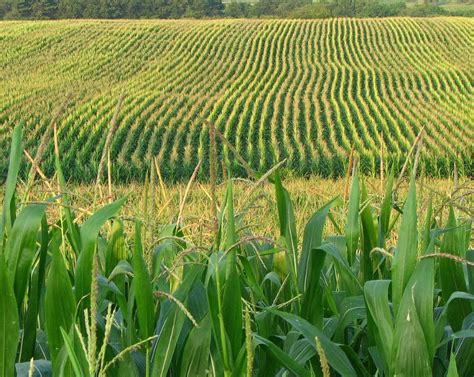 Mn Corn Innovation Grant Application Now Available