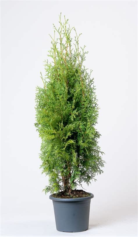 Lebensbaum Fastigiata Thuja Occidentalis Fastigiata Günstig Kaufen