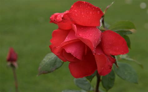 Avenger Blog Red Rose Flower