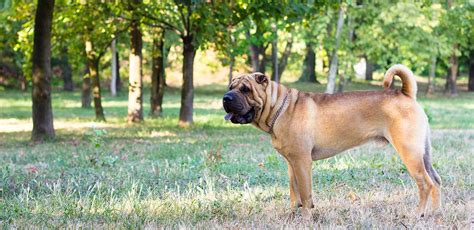 Shar Pei A Guide To This Stubborn But Loyal Breed