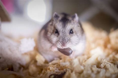 Dwarf Hamster Diet Roborovski Campbells Winter White 41 Off