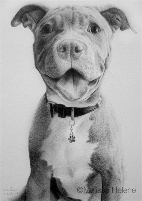 Dog Face Drawing Pitbull Drawing Pitbull Tattoo Puppy Drawing