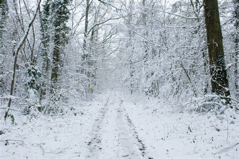 Snow Covered Path Through Woods Stock Photo Dissolve