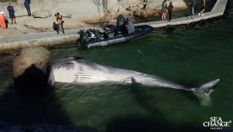 Video Brydes Whale Entangled In Octopus Trap Inkatha Freedom Party