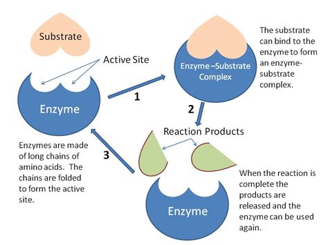 The Role Of Enzymes In Bone Metabolism