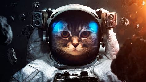 Space Suit 4k Wallpaper Cat Asteroids Astronaut Stars Space 2483