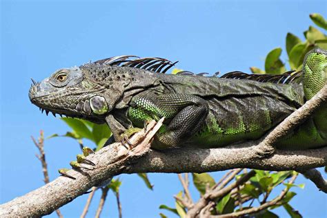 Why Are Iguanas Falling From Trees In Florida
