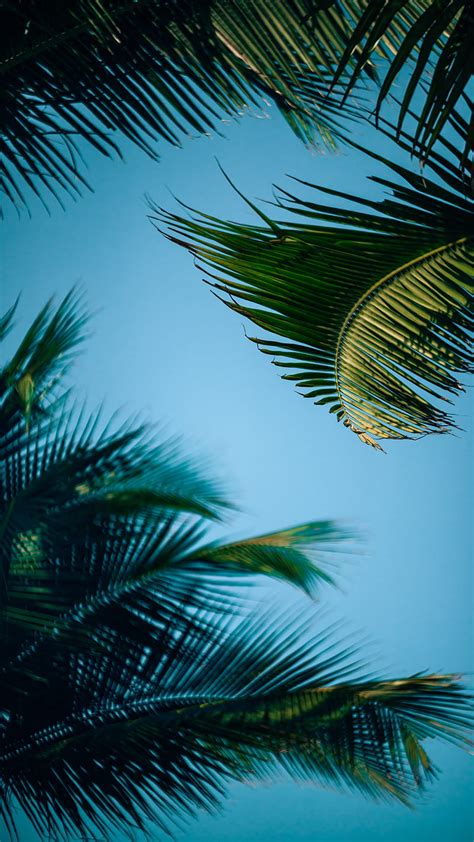 Palm Trees Branch Leaves Bottom View Hd Phone Wallpaper Peakpx