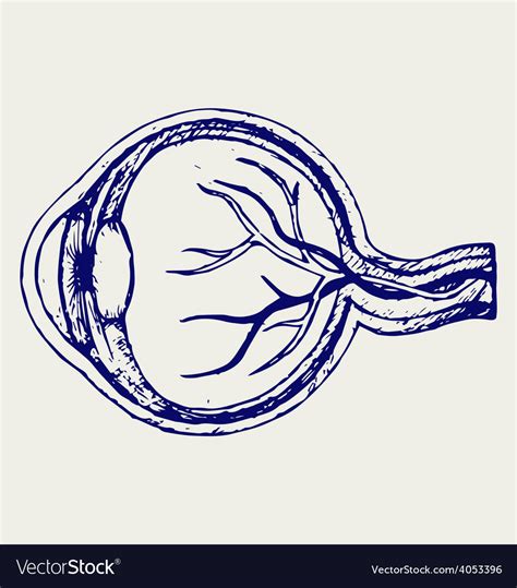Human Eye Eyeball Anatomy Drawing