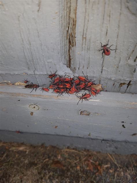 Weird Red Bugs Roddlyunsettling