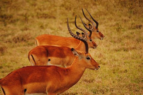 Fotos Gratis Pradera Fauna Silvestre Ciervo Cuerno África