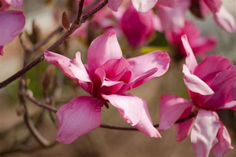 Magnolia Pink Spring Flower Hd Wallpaper Pxfuel