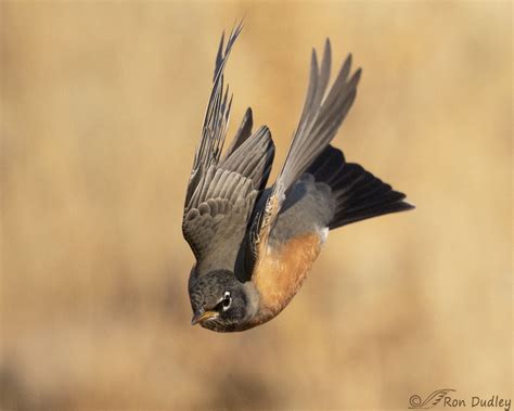 American Robin In Diving Flight - Feathered Photography