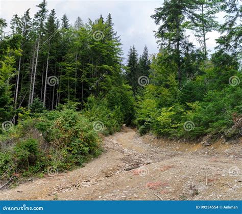 Mountain Road Among The Forest And High Pine Trees Landscape Stock