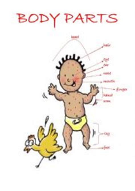 Home > sample handling > nasco sample handling alphabetical list. English worksheets: my body