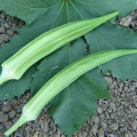 Home And Garden Heirloom Star Of David Okra 2 G~30 36 Seeds Non Gmo