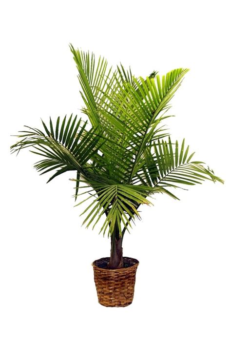 Palm Species As House Plants Hardy Exotic Solutions