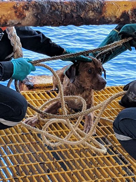 Oil Rig Workers Rescued Exhausted Dog Found Swimming 135 Miles From