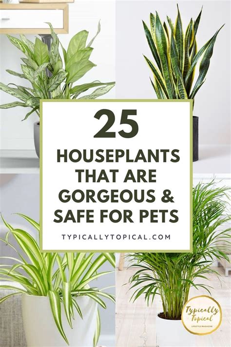 25 Gorgeous Houseplants That Are Safe For Cats And Dogs Aspca Approved