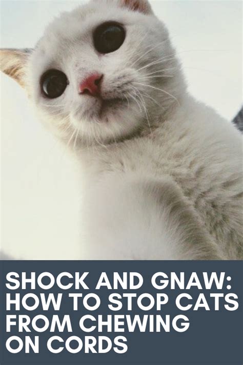 How to stop your cat from chewing electrical cords. Shock and Gnaw: How to Stop Cats From Chewing on Cords in ...