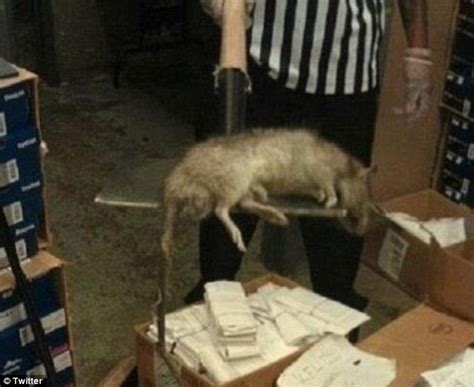 How Big Are New Yorks Rats Researcher Catches One And A Half Pound Rodent Daily Mail Online