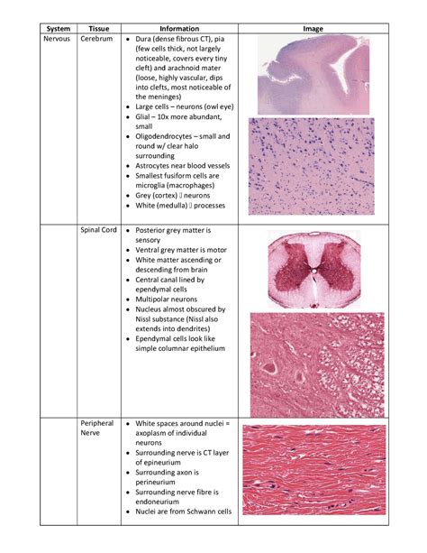 Histology Summary Images Of Slides From The Practicals And How To