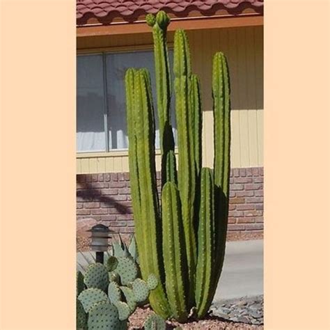 San Pedro Cactus Star Nursery Garden And Rock Centers