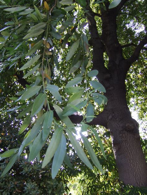 bay laurel tree  For the English Trees  Pinterest