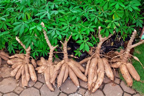 12 Facts You Did Not Know About Cassava
