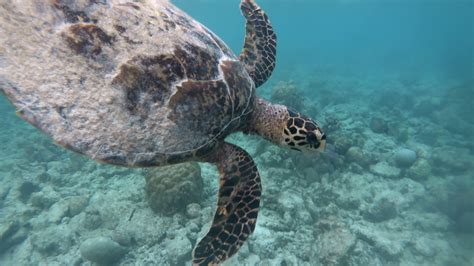 Hawksbill Sea Turtle Eretmochelys Imbricata Critically Endangered