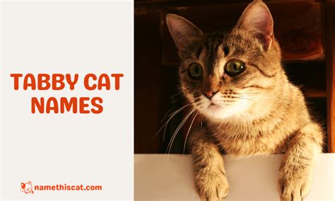 450 Tabby Cat Names For Your Colorful Kitten Name This Cat The Best