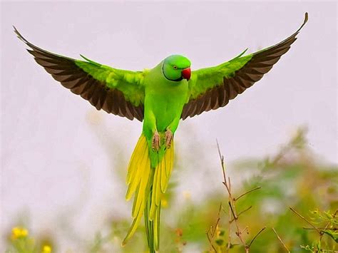 25 Most Beautiful Birds In The World Pictures