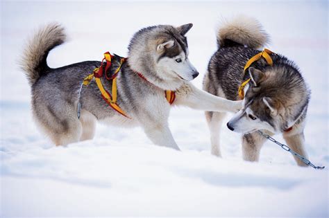 Sled Dog Love Alaska Magazine