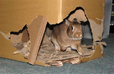 Check spelling or type a new query. Can Rabbits Eat Cardboard Like Boxes and Rolls? | PetsMentor