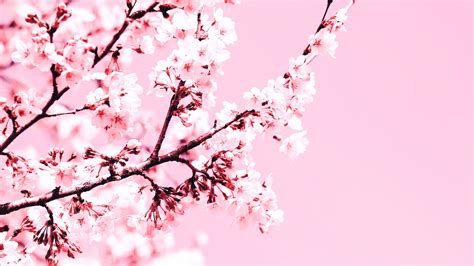 Download Wallpaper 3840x2160 Cherry Blossom Flowers Branch Pink