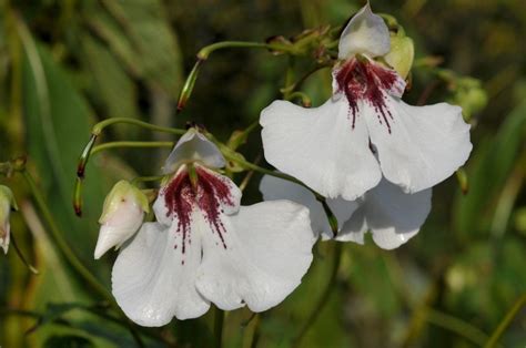 What perennial flowers do well in shade. 101 Perennials that Do Well in Shade (A to Z) | Part shade ...