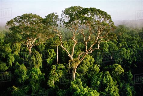 Tall Trees Rising Above Rainforest Canopy Aerial View Sabah Borneo