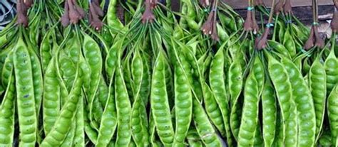 Khasiat buah matoa matoa yang memiliki nama ilmiah pometia pinnata ialah sejenis tanaman yang khas dari wilayah ujung timur indonesia. Di celah-celah kehidupan: 21 KHASIAT BUAH PETAI